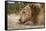 Grizzly Bear (Ursus arctos horribilis) adult, close-up of head, resting chin on front paws, Montana-Paul Sawer-Framed Stretched Canvas