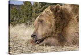Grizzly Bear (Ursus arctos horribilis) adult, close-up of head, resting chin on front paws, Montana-Paul Sawer-Stretched Canvas