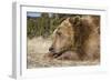 Grizzly Bear (Ursus arctos horribilis) adult, close-up of head, resting chin on front paws, Montana-Paul Sawer-Framed Photographic Print