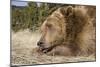 Grizzly Bear (Ursus arctos horribilis) adult, close-up of head, resting chin on front paws, Montana-Paul Sawer-Mounted Photographic Print