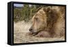 Grizzly Bear (Ursus arctos horribilis) adult, close-up of head, resting chin on front paws, Montana-Paul Sawer-Framed Stretched Canvas