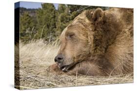 Grizzly Bear (Ursus arctos horribilis) adult, close-up of head, resting chin on front paws, Montana-Paul Sawer-Stretched Canvas