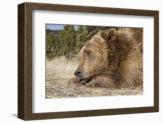 Grizzly Bear (Ursus arctos horribilis) adult, close-up of head, resting chin on front paws, Montana-Paul Sawer-Framed Photographic Print