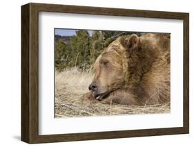 Grizzly Bear (Ursus arctos horribilis) adult, close-up of head, resting chin on front paws, Montana-Paul Sawer-Framed Photographic Print