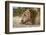 Grizzly Bear (Ursus arctos horribilis) adult, close-up of head, resting chin on front paws, Montana-Paul Sawer-Framed Photographic Print