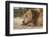 Grizzly Bear (Ursus arctos horribilis) adult, close-up of head, resting chin on front paws, Montana-Paul Sawer-Framed Photographic Print