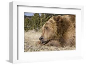 Grizzly Bear (Ursus arctos horribilis) adult, close-up of head, resting chin on front paws, Montana-Paul Sawer-Framed Photographic Print