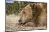 Grizzly Bear (Ursus arctos horribilis) adult, close-up of head, resting chin on front paws, Montana-Paul Sawer-Mounted Photographic Print
