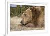 Grizzly Bear (Ursus arctos horribilis) adult, close-up of head, resting chin on front paws, Montana-Paul Sawer-Framed Photographic Print