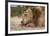 Grizzly Bear (Ursus arctos horribilis) adult, close-up of head, resting chin on front paws, Montana-Paul Sawer-Framed Photographic Print