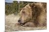 Grizzly Bear (Ursus arctos horribilis) adult, close-up of head, resting chin on front paws, Montana-Paul Sawer-Mounted Photographic Print