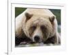 Grizzly Bear (Ursus arctos horribilis) adult, close-up of head, resting, Katmai-David Tipling-Framed Photographic Print