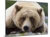 Grizzly Bear (Ursus arctos horribilis) adult, close-up of head, resting, Katmai-David Tipling-Mounted Photographic Print