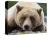 Grizzly Bear (Ursus arctos horribilis) adult, close-up of head, resting, Katmai-David Tipling-Stretched Canvas