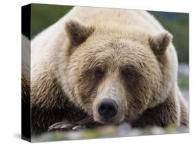 Grizzly Bear (Ursus arctos horribilis) adult, close-up of head, resting, Katmai-David Tipling-Stretched Canvas