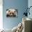 Grizzly Bear (Ursus arctos horribilis) adult, close-up of head, resting, Katmai-David Tipling-Photographic Print displayed on a wall