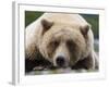 Grizzly Bear (Ursus arctos horribilis) adult, close-up of head, resting, Katmai-David Tipling-Framed Photographic Print