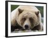 Grizzly Bear (Ursus arctos horribilis) adult, close-up of head, resting, Katmai-David Tipling-Framed Photographic Print