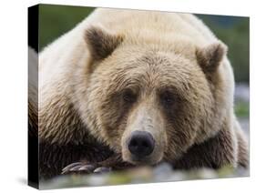 Grizzly Bear (Ursus arctos horribilis) adult, close-up of head, resting, Katmai-David Tipling-Stretched Canvas