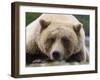 Grizzly Bear (Ursus arctos horribilis) adult, close-up of head, resting, Katmai-David Tipling-Framed Photographic Print