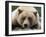 Grizzly Bear (Ursus arctos horribilis) adult, close-up of head, resting, Katmai-David Tipling-Framed Photographic Print