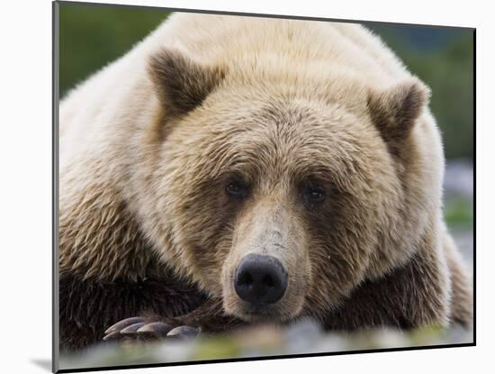 Grizzly Bear (Ursus arctos horribilis) adult, close-up of head, resting, Katmai-David Tipling-Mounted Photographic Print