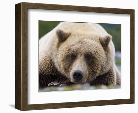 Grizzly Bear (Ursus arctos horribilis) adult, close-up of head, resting, Katmai-David Tipling-Framed Photographic Print