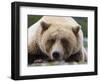 Grizzly Bear (Ursus arctos horribilis) adult, close-up of head, resting, Katmai-David Tipling-Framed Photographic Print