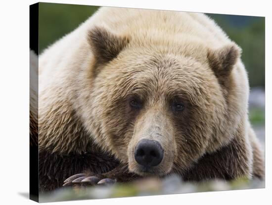 Grizzly Bear (Ursus arctos horribilis) adult, close-up of head, resting, Katmai-David Tipling-Stretched Canvas