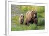 Grizzly Bear (Ursus arctos horribilis) adult female with cub, foraging at edge of water, Katmai-Jurgen & Christine Sohns-Framed Photographic Print