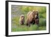 Grizzly Bear (Ursus arctos horribilis) adult female with cub, foraging at edge of water, Katmai-Jurgen & Christine Sohns-Framed Photographic Print