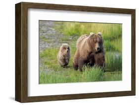 Grizzly Bear (Ursus arctos horribilis) adult female with cub, foraging at edge of water, Katmai-Jurgen & Christine Sohns-Framed Photographic Print