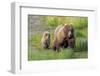 Grizzly Bear (Ursus arctos horribilis) adult female with cub, foraging at edge of water, Katmai-Jurgen & Christine Sohns-Framed Photographic Print