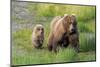 Grizzly Bear (Ursus arctos horribilis) adult female with cub, foraging at edge of water, Katmai-Jurgen & Christine Sohns-Mounted Photographic Print