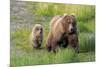 Grizzly Bear (Ursus arctos horribilis) adult female with cub, foraging at edge of water, Katmai-Jurgen & Christine Sohns-Mounted Photographic Print