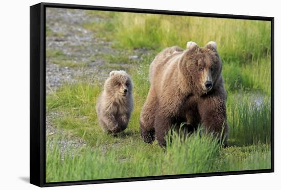 Grizzly Bear (Ursus arctos horribilis) adult female with cub, foraging at edge of water, Katmai-Jurgen & Christine Sohns-Framed Stretched Canvas