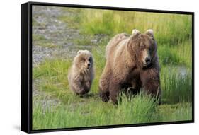 Grizzly Bear (Ursus arctos horribilis) adult female with cub, foraging at edge of water, Katmai-Jurgen & Christine Sohns-Framed Stretched Canvas