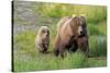 Grizzly Bear (Ursus arctos horribilis) adult female with cub, foraging at edge of water, Katmai-Jurgen & Christine Sohns-Stretched Canvas