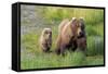 Grizzly Bear (Ursus arctos horribilis) adult female with cub, foraging at edge of water, Katmai-Jurgen & Christine Sohns-Framed Stretched Canvas