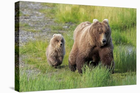 Grizzly Bear (Ursus arctos horribilis) adult female with cub, foraging at edge of water, Katmai-Jurgen & Christine Sohns-Stretched Canvas