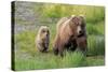 Grizzly Bear (Ursus arctos horribilis) adult female with cub, foraging at edge of water, Katmai-Jurgen & Christine Sohns-Stretched Canvas