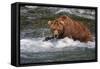 Grizzly Bear (Ursus arctos horribilis) adult, fishing for migrating salmon, Brooks River, Katmai-Jurgen & Christine Sohns-Framed Stretched Canvas