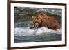 Grizzly Bear (Ursus arctos horribilis) adult, fishing for migrating salmon, Brooks River, Katmai-Jurgen & Christine Sohns-Framed Photographic Print