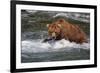 Grizzly Bear (Ursus arctos horribilis) adult, fishing for migrating salmon, Brooks River, Katmai-Jurgen & Christine Sohns-Framed Photographic Print