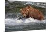 Grizzly Bear (Ursus arctos horribilis) adult, fishing for migrating salmon, Brooks River, Katmai-Jurgen & Christine Sohns-Mounted Photographic Print