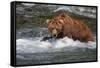 Grizzly Bear (Ursus arctos horribilis) adult, fishing for migrating salmon, Brooks River, Katmai-Jurgen & Christine Sohns-Framed Stretched Canvas