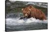 Grizzly Bear (Ursus arctos horribilis) adult, fishing for migrating salmon, Brooks River, Katmai-Jurgen & Christine Sohns-Stretched Canvas