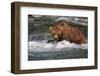 Grizzly Bear (Ursus arctos horribilis) adult, fishing for migrating salmon, Brooks River, Katmai-Jurgen & Christine Sohns-Framed Photographic Print