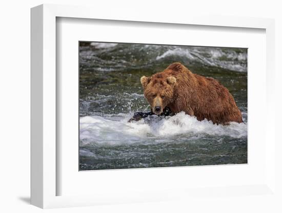 Grizzly Bear (Ursus arctos horribilis) adult, fishing for migrating salmon, Brooks River, Katmai-Jurgen & Christine Sohns-Framed Photographic Print
