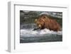 Grizzly Bear (Ursus arctos horribilis) adult, fishing for migrating salmon, Brooks River, Katmai-Jurgen & Christine Sohns-Framed Photographic Print